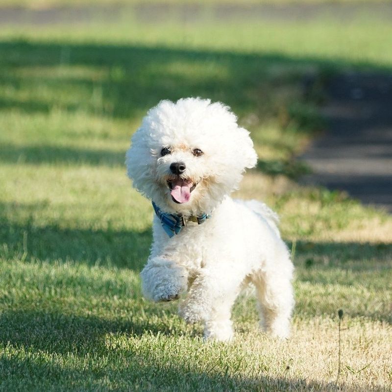 Bichon Frise