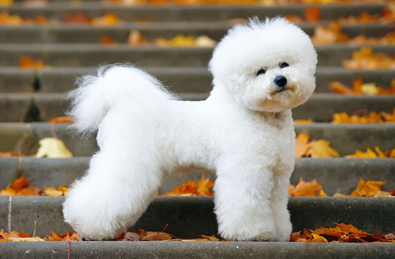 Bichon Frise