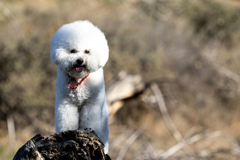 Bichon Frise