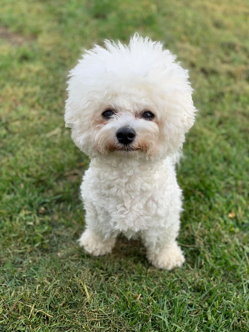 Bichon Frise