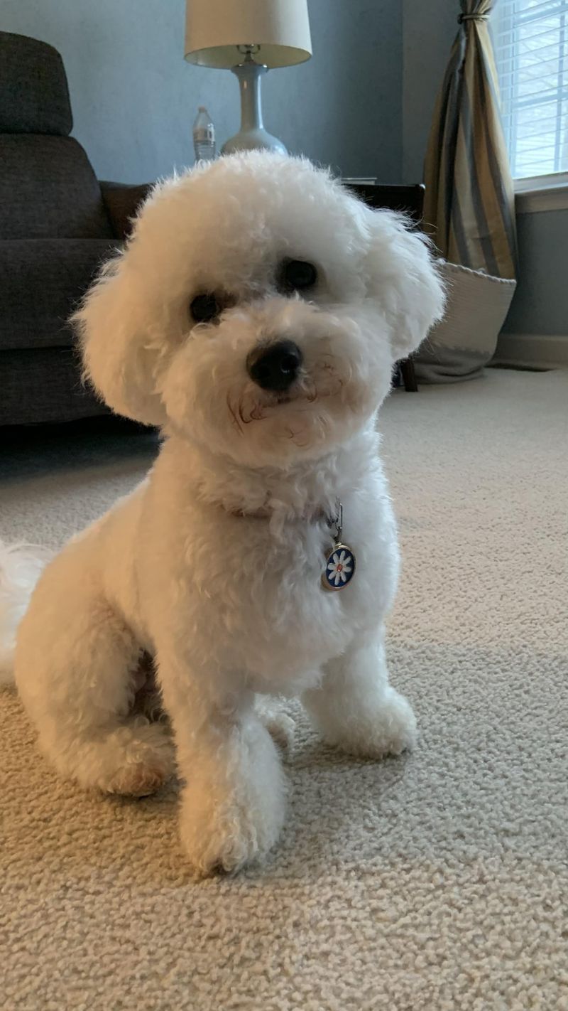 Bichon Frise