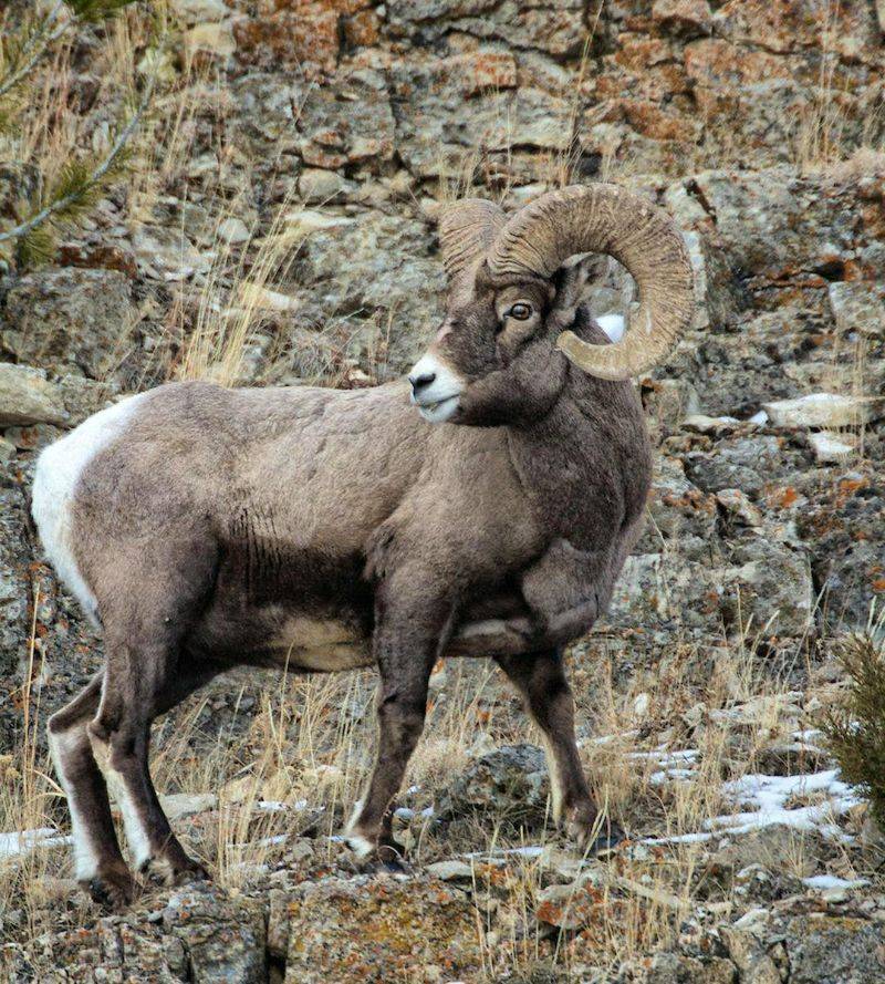 Bighorn Sheep