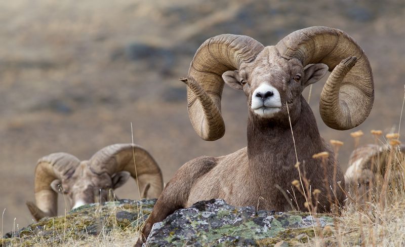 Bighorn Sheep