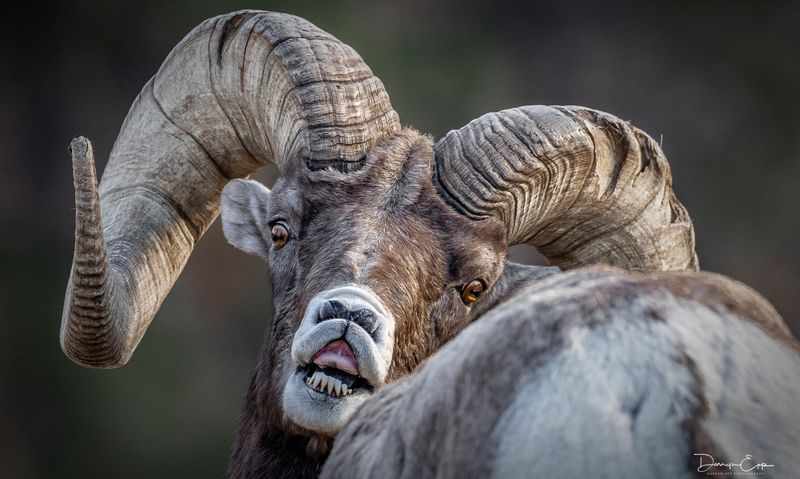 Bighorn Sheep