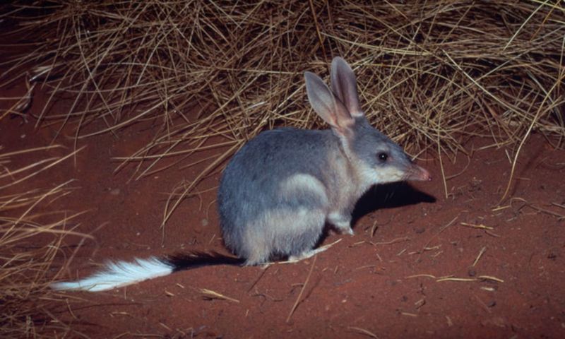 Bilby