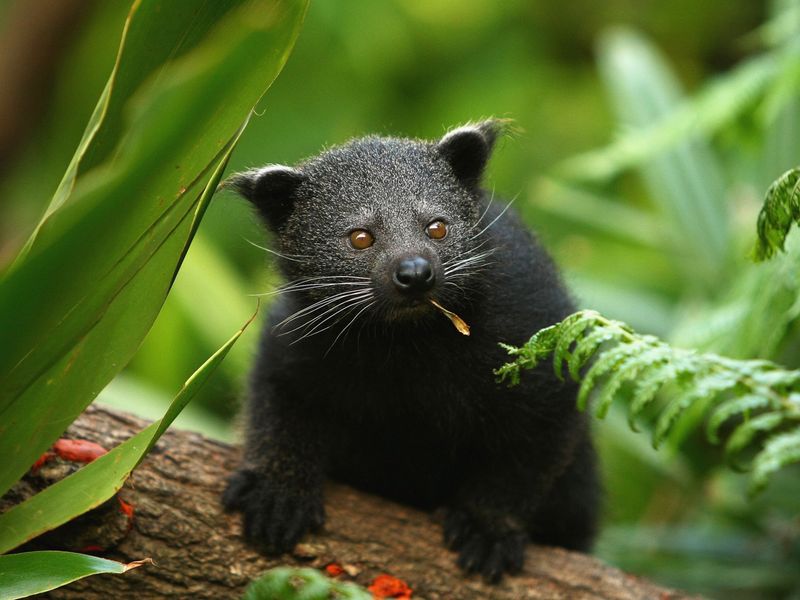 Binturong