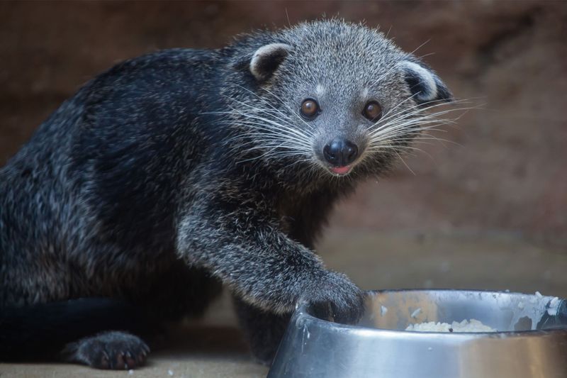 Binturong