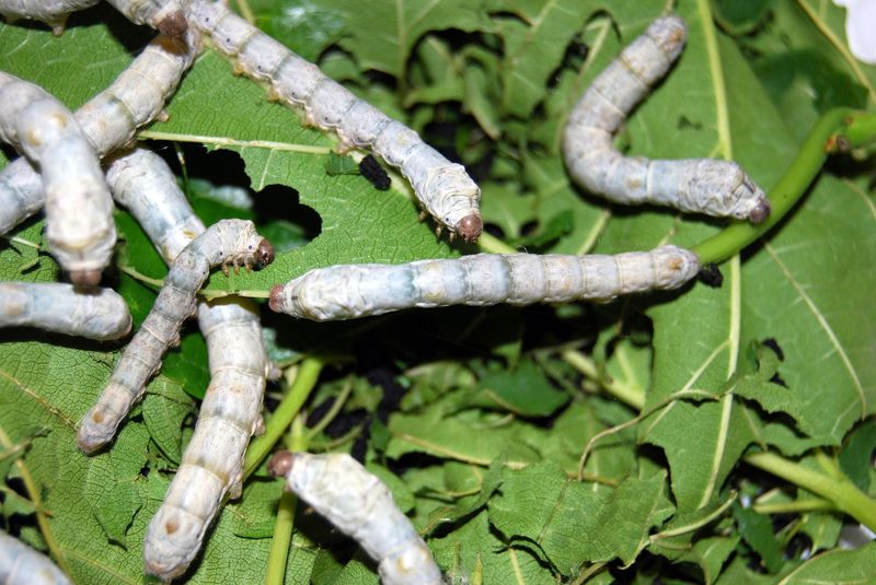 Bioengineered Silkworms for Enhanced Silk Production