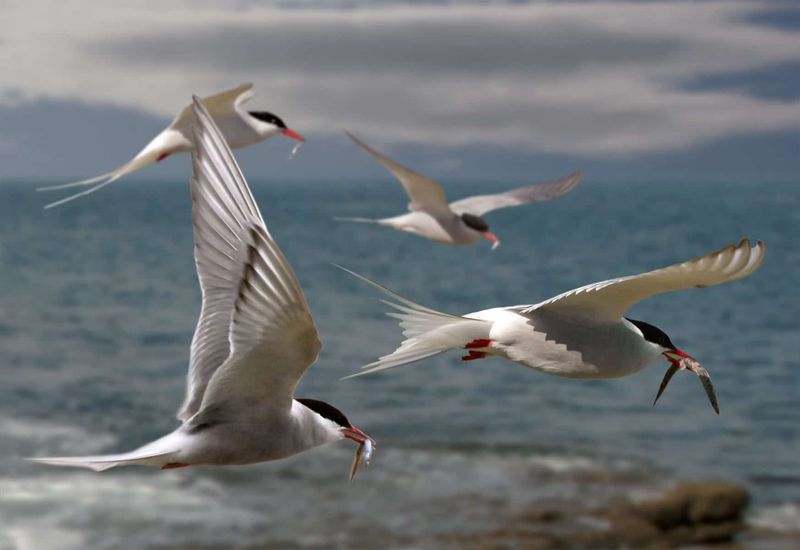 Bird Migration Pattern Changes Worldwide