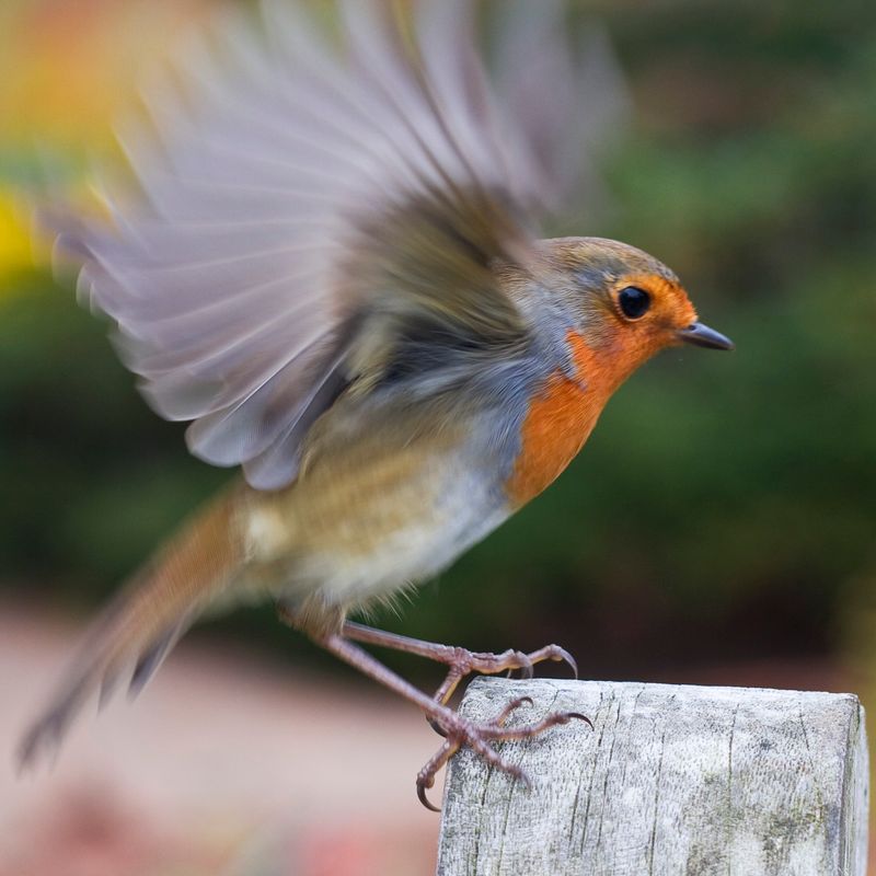 Birds' Magnetic Sense