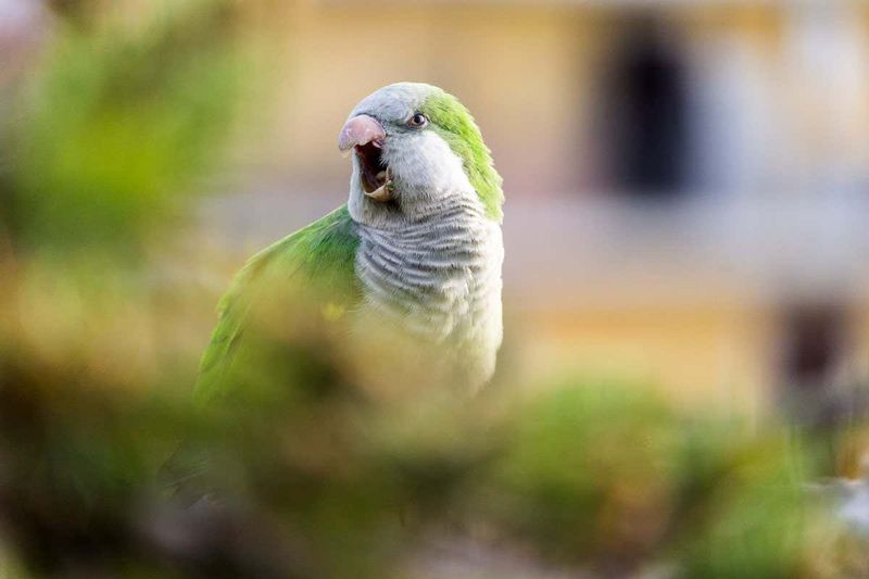 Birds Mimicking Your Voice