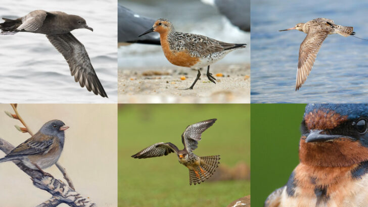 18 Birds That Migrate The Longest