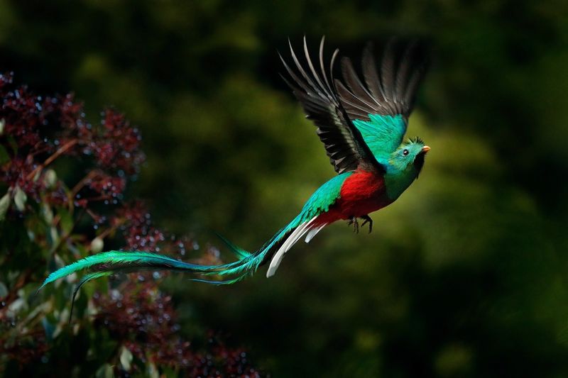 Birdwatching in Costa Rica