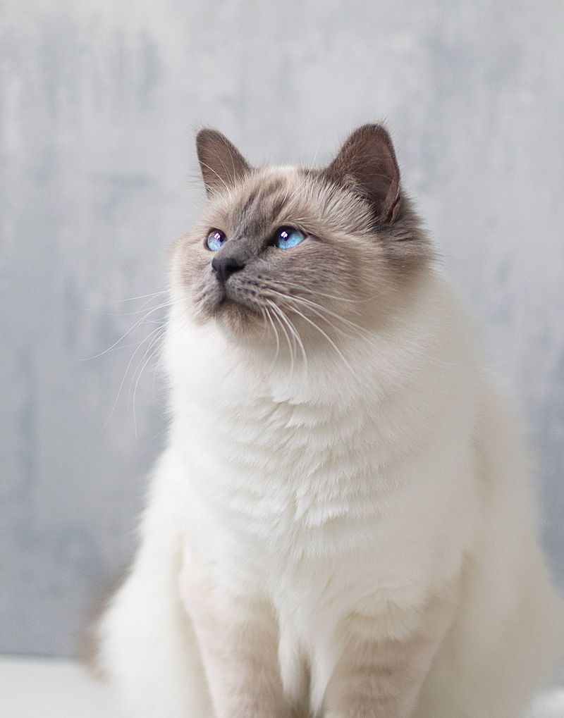 Birman