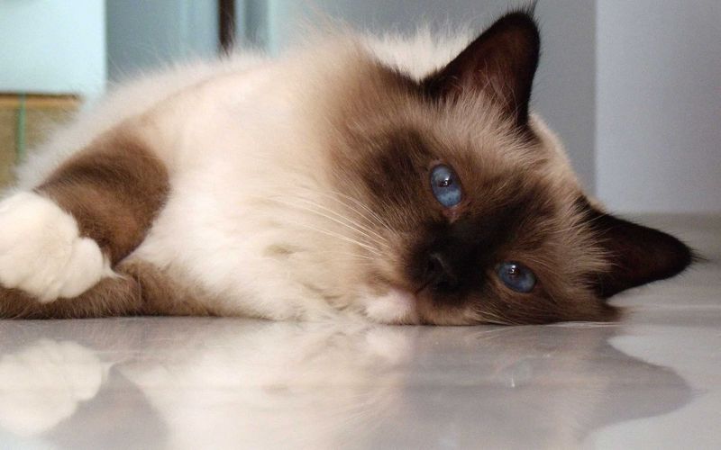 Birman