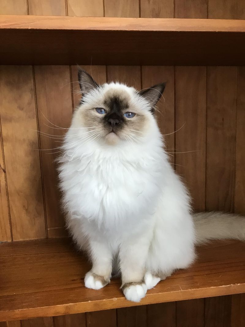 Birman