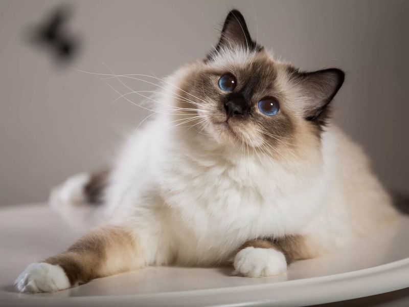 Birman