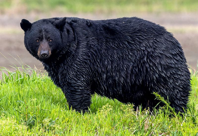 Black Bear