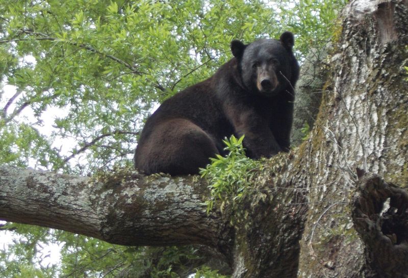 Black Bear