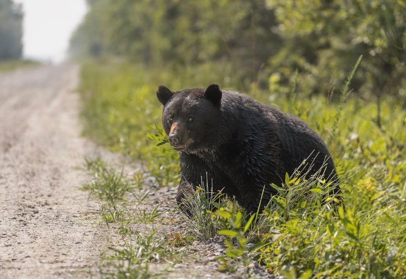 Black Bear