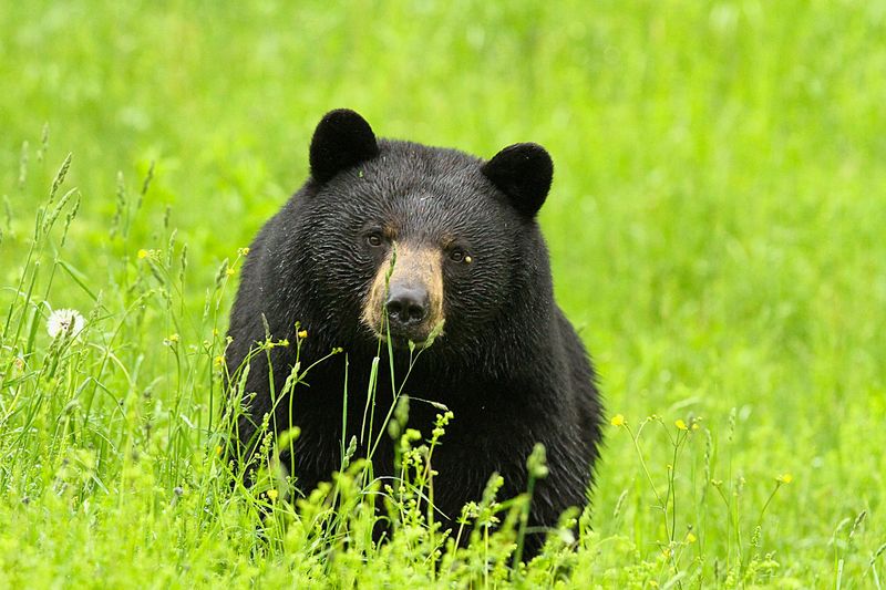 Black Bear