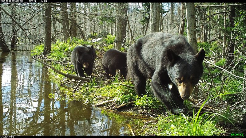 Black Bears