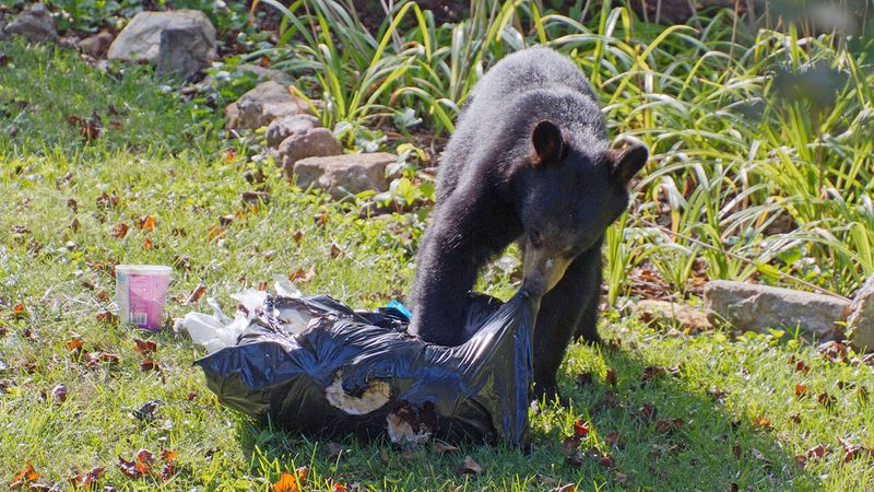 Black Bears