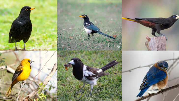 20 Black Birds With Yellow Beaks: How to Properly Identify Each Kind