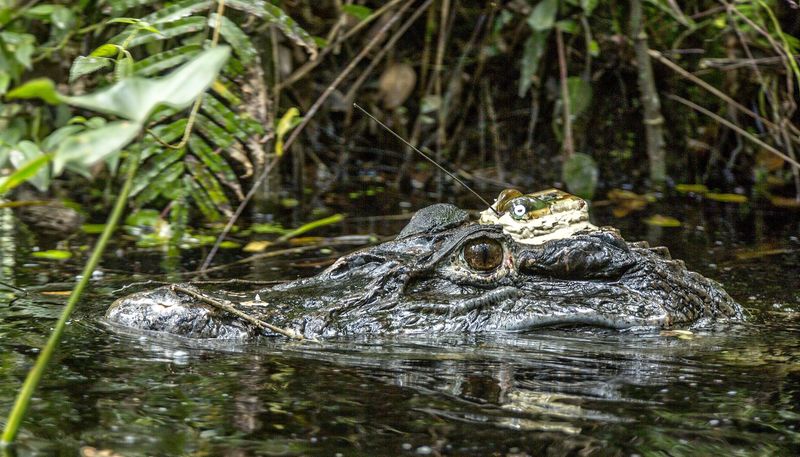 Black Caiman