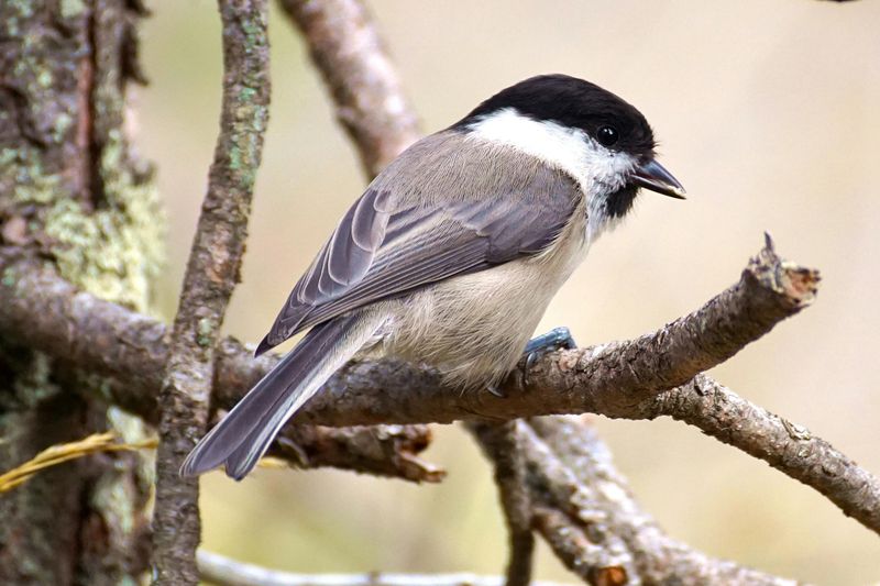 Black-Capped Chickadee