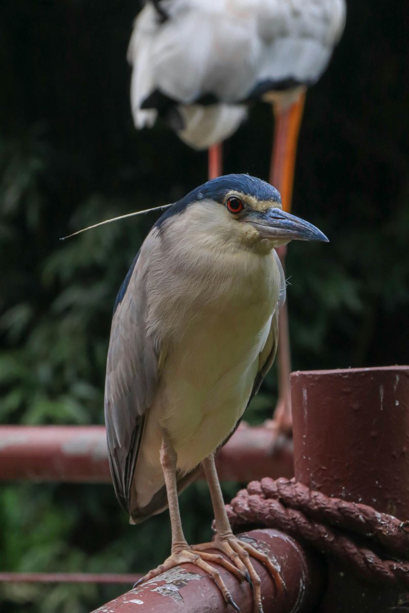 Black-Crowned Night Heron