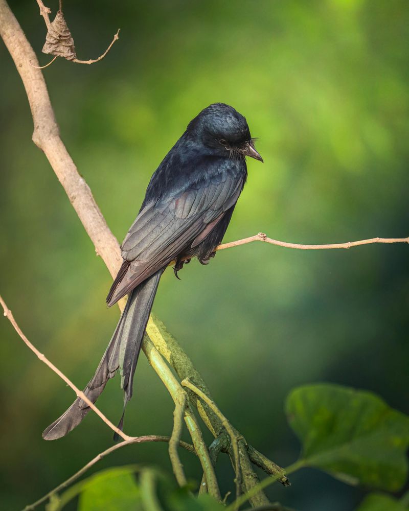 Black Drongo