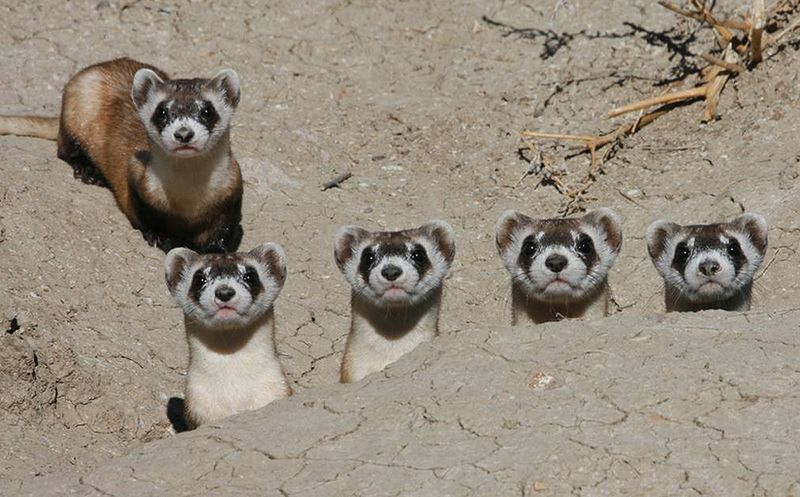 Black-Footed Ferret