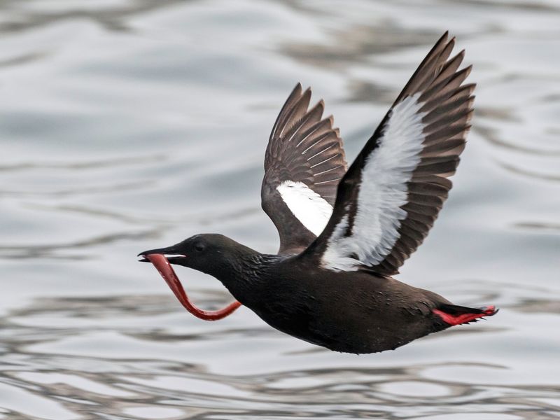 Black Guillemot