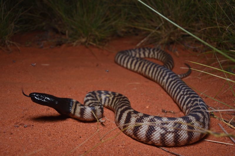 Black-Headed Python