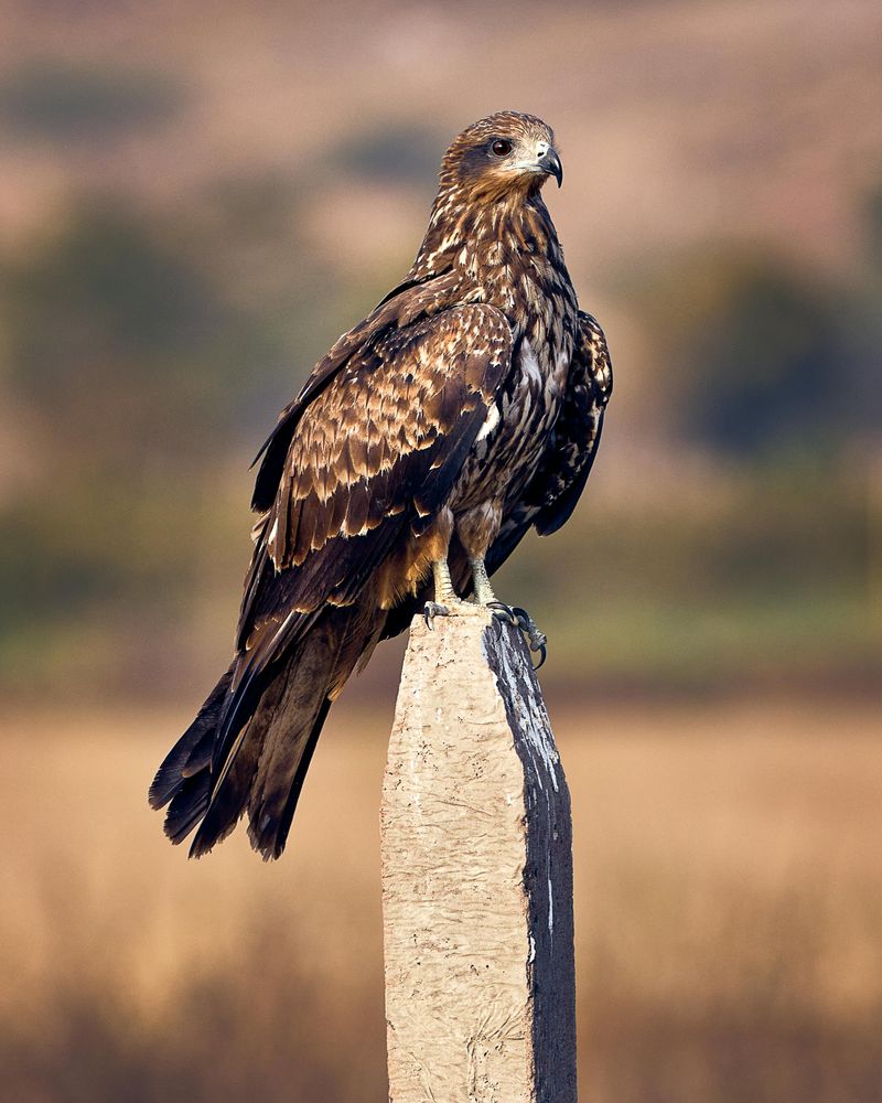 Black Kite