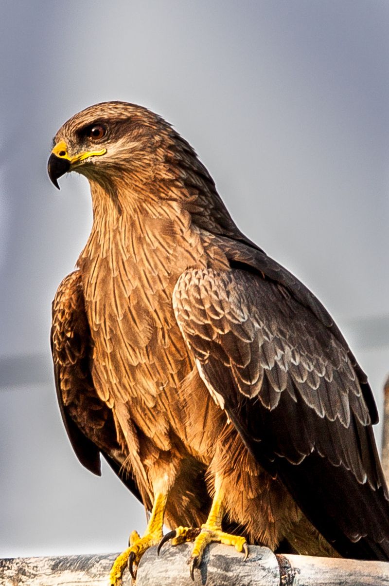 Black Kite