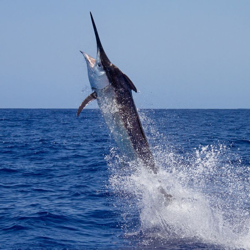 Black Marlin