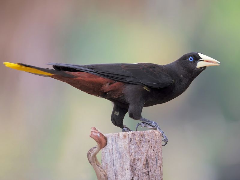 Black Oropendola