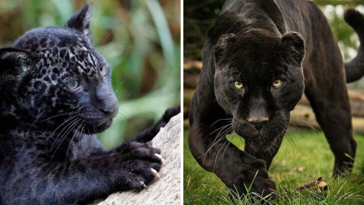 Black Panther vs. Black Jaguar: 6 Key Differences You Need To Know