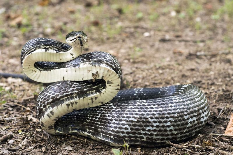 Black Rat Snake