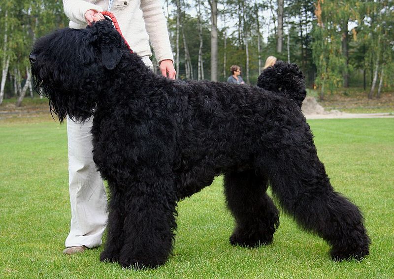 Black Russian Terrier