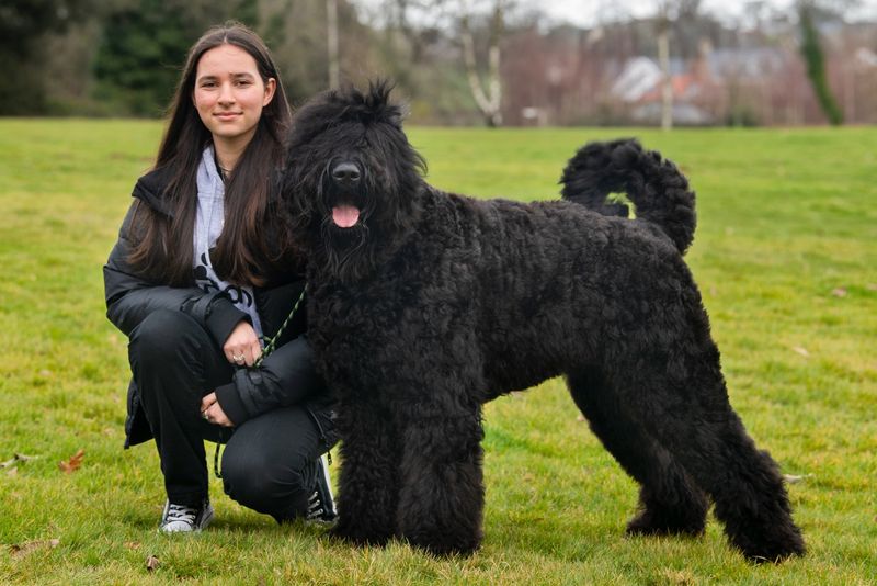 Black Russian Terrier