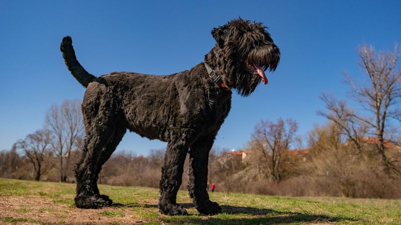 Black Russian Terrier