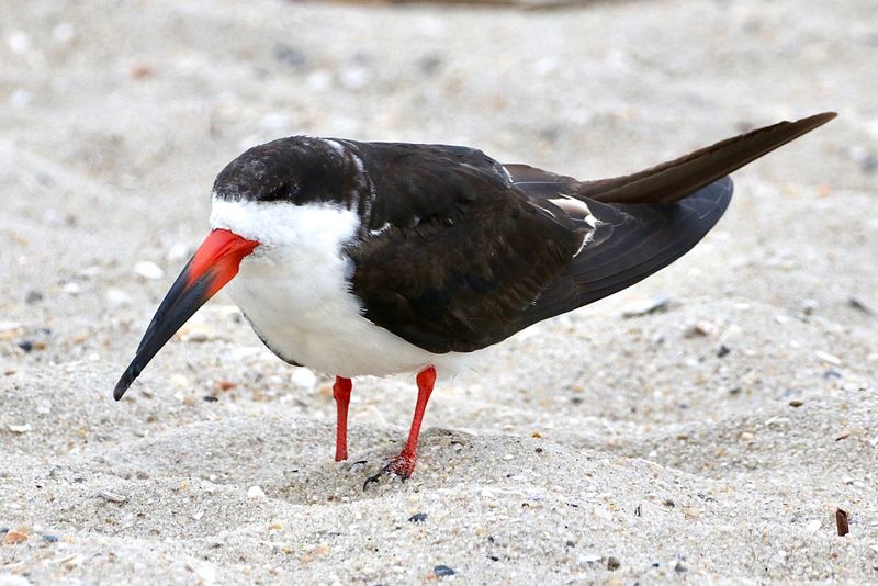 Black Skimmer