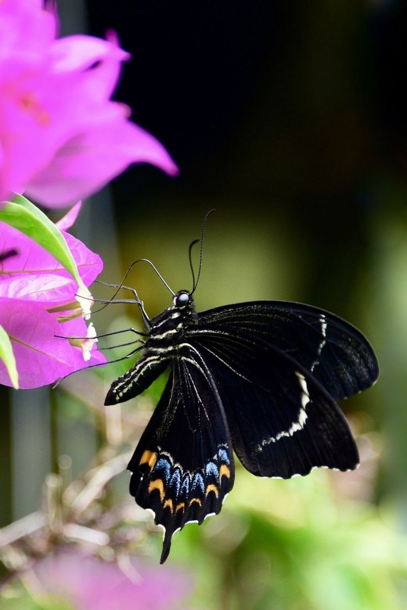 Black Swallowtail