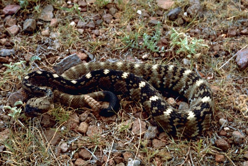 Black Tailed Rattlesnake