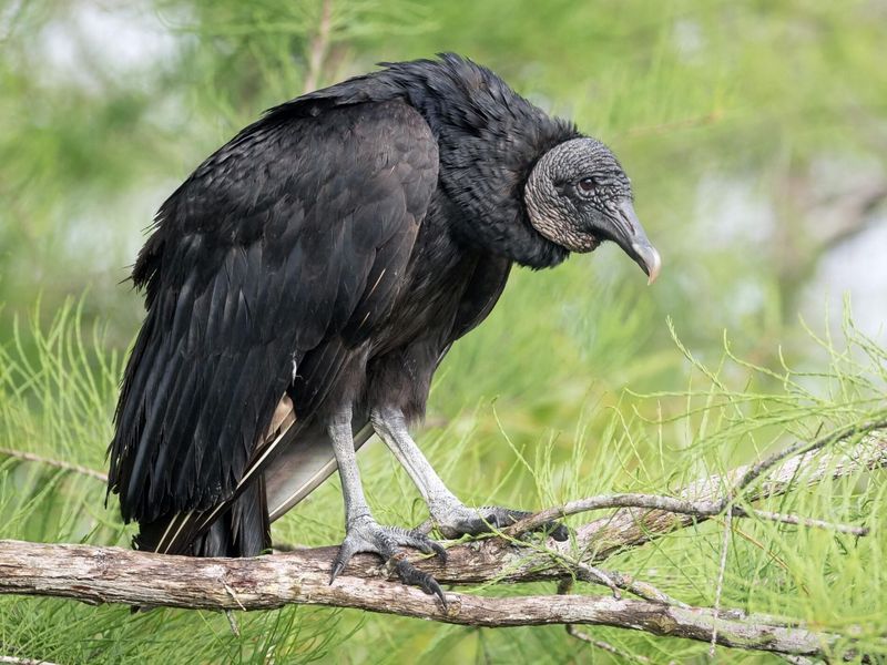 Black Vulture