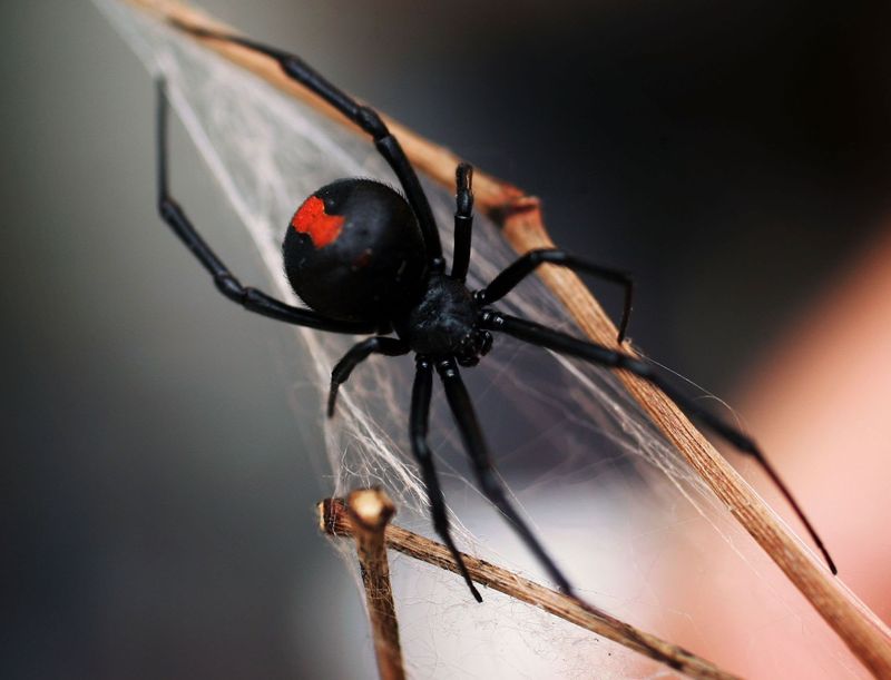 Black Widow Spider