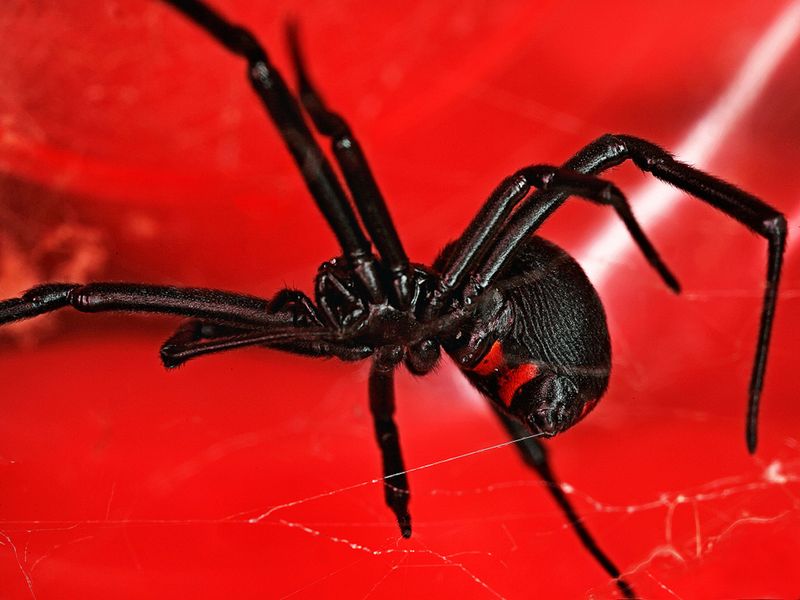 Black Widow Spider